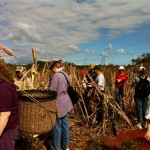 Faculty picked corn near the Mayan village of Tinum.