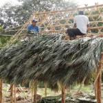 Local men building a thatched roof in Tinum.