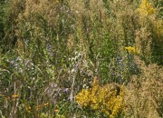 prairie bioswale